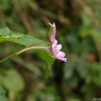 Impatiens leptopoda Arn.
